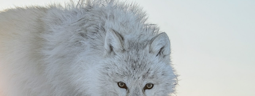 Visites guidées « Lumières sur le vivant. Regarder l'art et la nature avec Vincent Munier » Visites guidées « Lumières sur le vivant. Regarder l'art et la nature avec Vincent Munier »